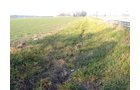 Property photo 19 - 60 Acres Offered in 2 Tracts